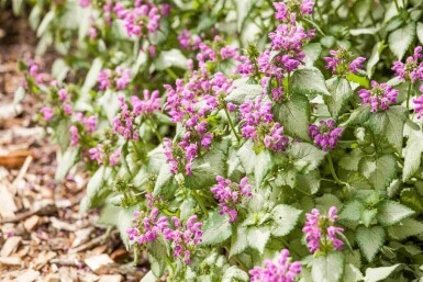 Døvnælde Lamium maculatum 5-10 potte P9 Lamium maculatum