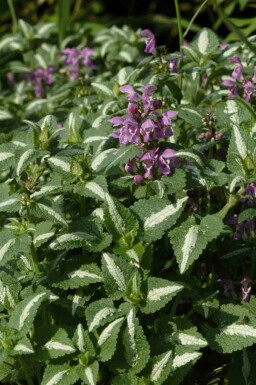 Plettet tvetand Lamium maculatum 'Roseum' 5-10 potte P9 Lamium maculatum 'Roseum'
