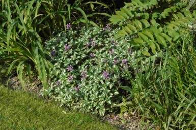 Plettet tvetand Lamium maculatum 'Roseum' 5-10 potte P9 Lamium maculatum 'Roseum'