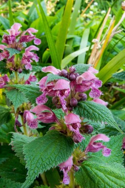 Galtetand Lamium orvala 5-10 potte P9 Lamium orvala