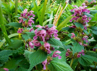 Galtetand Lamium orvala 5-10 potte P9 Lamium orvala
