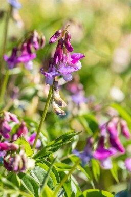 Vårfladbælg Lathyrus vernus 5-10 potte P9 Lathyrus vernus