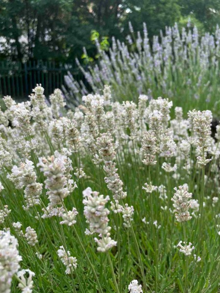 Lavendel Lavandula angustifolia 'Edelweiss' 5-10 potte P9 Lavandula angustifolia 'Edelweiss'