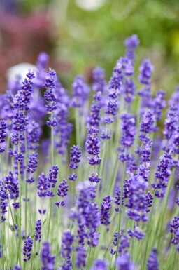 Lavendel Lavandula angustifolia 5-10 potte P9 Lavandula angustifolia