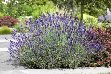 Lavendel Lavandula angustifolia 5-10 potte P9 Lavandula angustifolia