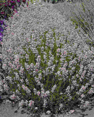 Lavendel Lavandula angustifolia 'Rosea' 5-10 potte P9 Lavandula angustifolia 'Rosea'