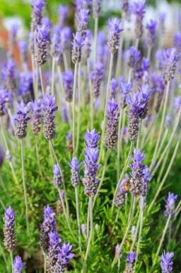 Bladlavendel Lavandula dentata 'Royal Crown' 5-10 potte P9 Lavandula dentata 'Royal Crown'