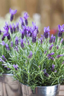 Sommerfuglelavendel Lavandula stoechas 5-10 potte P9 Lavandula stoechas
