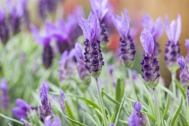 Sommerfuglelavendel Lavandula stoechas 5-10 potte P9 Lavandula stoechas