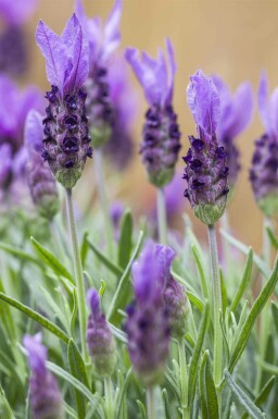 Lavandula stoechas
