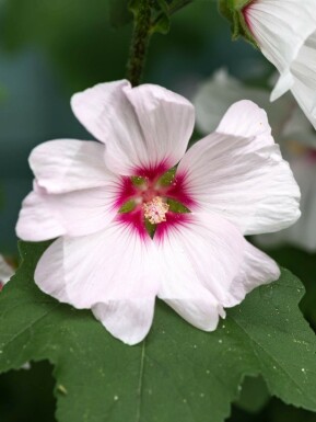 Blomsterpoppel Lavatera olbia 'Blushing Bride' 5-10 potte P9 Lavatera olbia 'Blushing Bride'