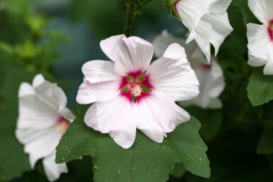 Blomsterpoppel Lavatera olbia 'Blushing Bride' 5-10 potte P9 Lavatera olbia 'Blushing Bride'