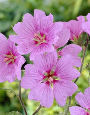 Stokrose Lavatera olbia 'Bredon Springs' 5-10 potte P9 Lavatera olbia 'Bredon Springs'