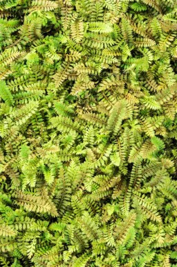 Gul knopurt Leptinella potentillina 5-10 potte P9 Leptinella potentillina