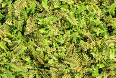 Gul knopurt Leptinella potentillina 5-10 potte P9 Leptinella potentillina