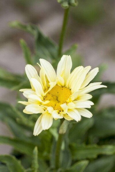 Marguerit Leucanthemum superbum 'Banana Cream' 5-10 potte P9 Leucanthemum superbum 'Banana Cream'