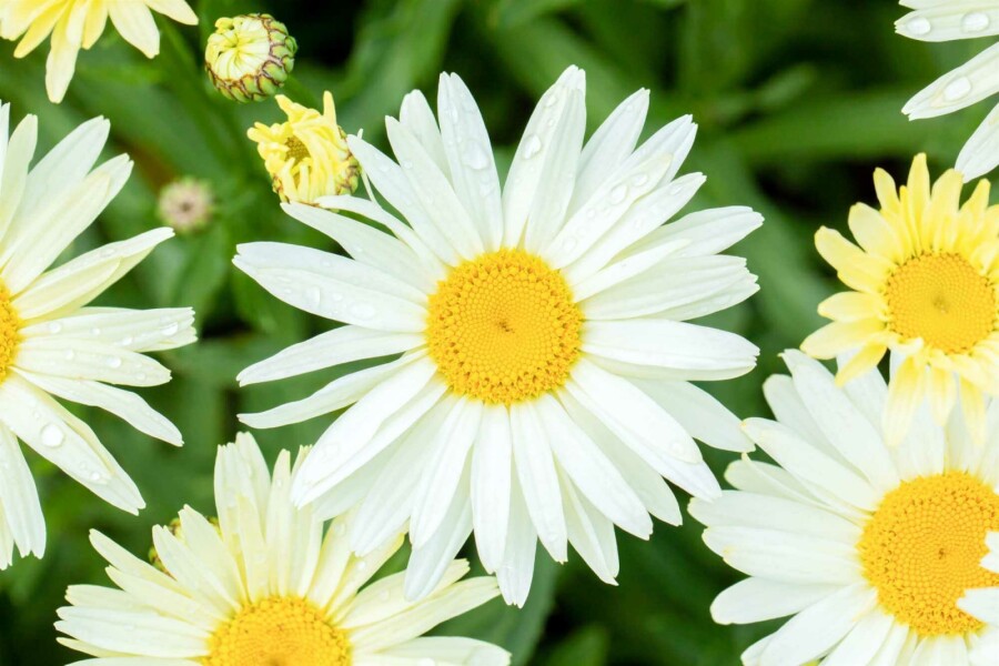 Marguerit Leucanthemum superbum 'Banana Cream' 5-10 potte P9 Leucanthemum superbum 'Banana Cream'