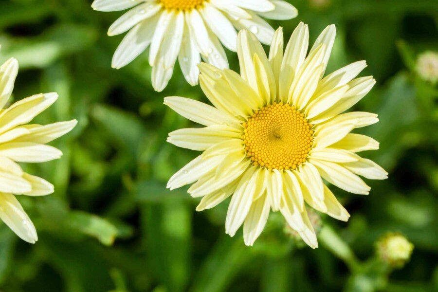 Marguerit Leucanthemum superbum 'Banana Cream' 5-10 potte P9 Leucanthemum superbum 'Banana Cream'