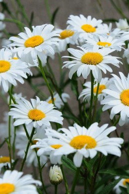 Kæmpemargerit Leucanthemum superbum 'Becky' 5-10 potte P9 Leucanthemum superbum 'Becky'