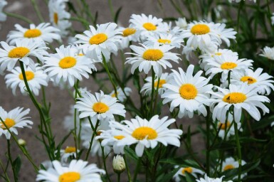 Kæmpemargerit Leucanthemum superbum 'Becky' 5-10 potte P9 Leucanthemum superbum 'Becky'