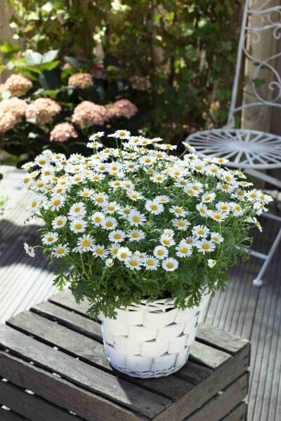 Marguerit Leucanthemum vulgare 5-10 potte P9 Leucanthemum vulgare
