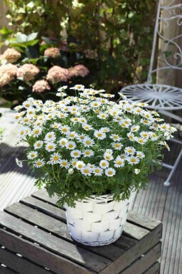 Marguerit Leucanthemum vulgare 5-10 potte P9 Leucanthemum vulgare