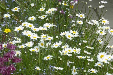 Marguerit Leucanthemum vulgare 5-10 potte P9 Leucanthemum vulgare