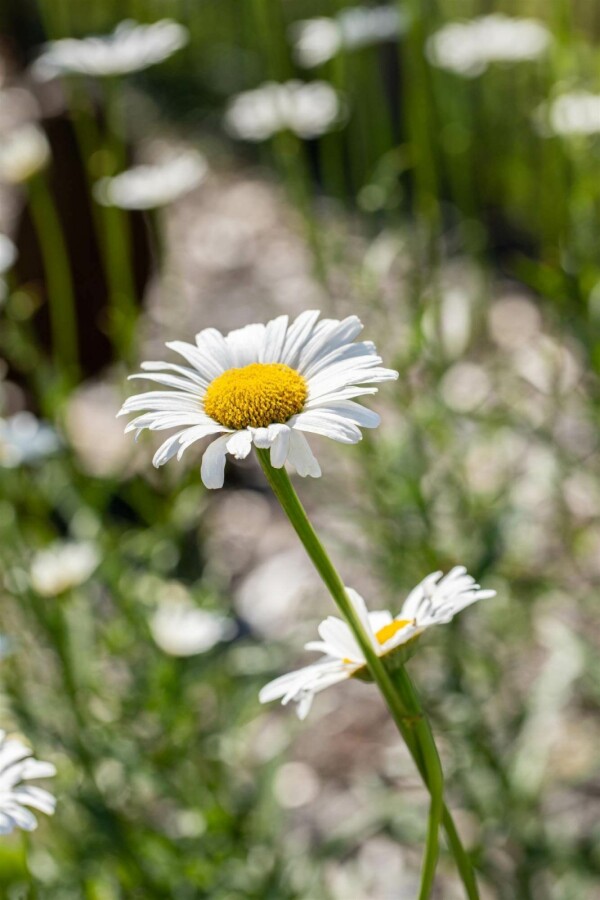 Marguerit Leucanthemum vulgare 5-10 potte P9 Leucanthemum vulgare