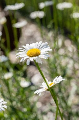 Marguerit Leucanthemum vulgare 5-10 potte P9 Leucanthemum vulgare