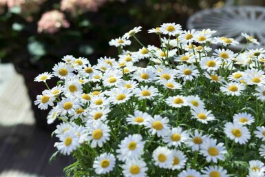 Marguerit Leucanthemum vulgare 5-10 potte P9 Leucanthemum vulgare