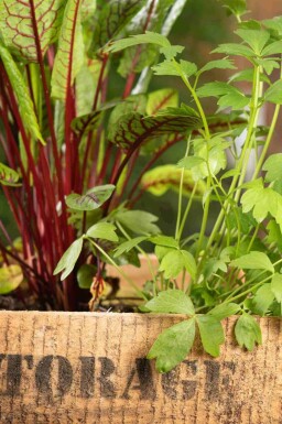 Løvstikke Levisticum officinale 5-10 potte P9 Levisticum officinale