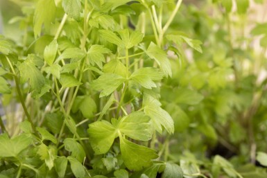 Løvstikke Levisticum officinale 5-10 potte P9 Levisticum officinale