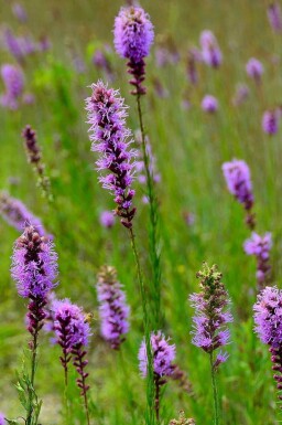 Prærieblomst Liatris pycnostachya 5-10 potte P9 Liatris pycnostachya