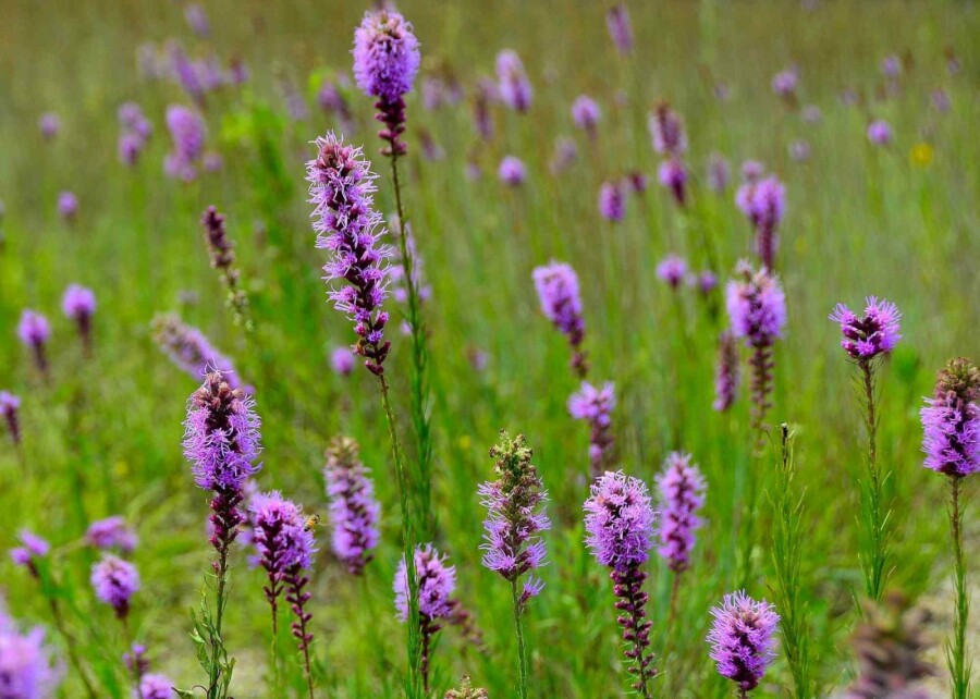 Prærieblomst Liatris pycnostachya 5-10 potte P9 Liatris pycnostachya