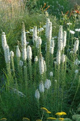 Pragtskær Liatris spicata 'Alba' 5-10 potte P9 Liatris spicata 'Alba'