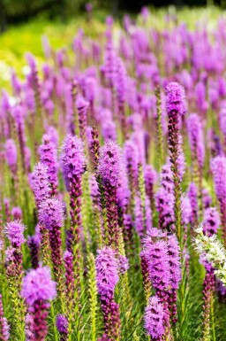Prærielilje Liatris spicata 5-10 potte P9 Liatris spicata