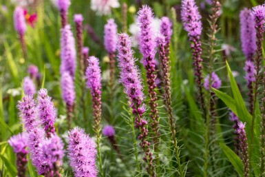 Prærielilje Liatris spicata 5-10 potte P9 Liatris spicata