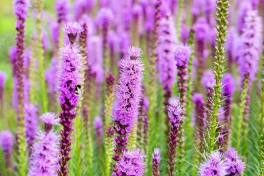 Liatris spicata
