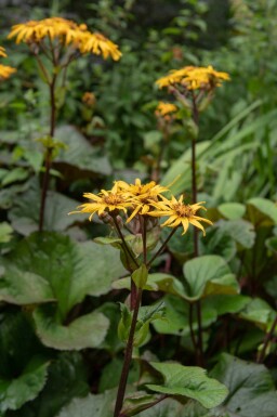 Kæmpeblad Ligularia dentata 'Desdemona' 5-10 potte P9 Ligularia dentata 'Desdemona'