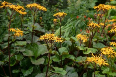 Kæmpeblad Ligularia dentata 'Desdemona' 5-10 potte P9 Ligularia dentata 'Desdemona'
