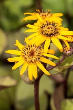 Guldkurv Ligularia dentata 5-10 potte P9 Ligularia dentata