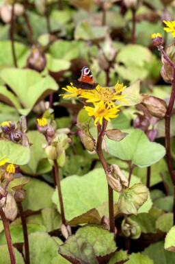 Guldkurv Ligularia dentata 5-10 potte P9 Ligularia dentata