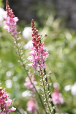 Løvemund Linaria purpurea 'Canon J. Went' 5-10 potte P9 Linaria purpurea 'Canon J. Went'