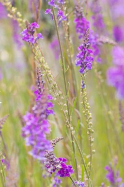 Torskemund Linaria purpurea 5-10 potte P9 Linaria purpurea
