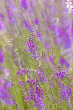 Torskemund Linaria purpurea 5-10 potte P9 Linaria purpurea