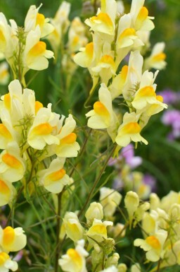 Toadflax Linaria vulgaris 5-10 potte P9 Linaria vulgaris