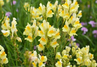 Toadflax Linaria vulgaris 5-10 potte P9 Linaria vulgaris