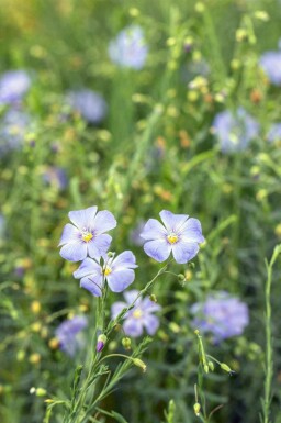 Blå hør Linum perenne 5-10 potte P9 Linum perenne