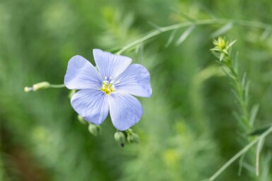 Blå hør Linum perenne 5-10 potte P9 Linum perenne