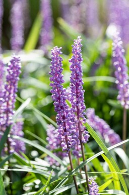 Druelilje Liriope muscari 'Big Blue' 5-10 potte P9 Liriope muscari 'Big Blue'